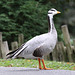 20090910 0690Aw [D~MS] Streifengans (Anser indicus), Zoo, Münster