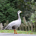 20090910 0691Aw [D~MS] Streifengans (Anser indicus), Zoo, Münster