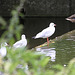 20090910 0693Aw [D~MS] Stockente (Anas platyrhynchos) [w], Lachmöwe (Chroicocephalus ridibundus), Zoo, Münster