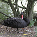 20090910 0694Aw [D~MS] Trauerschwan (Cygnus atratus), Zoo, Münster