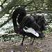 20090910 0695Aw [D~MS] Trauerschwan (Cygnus atratus), Zoo, Münster