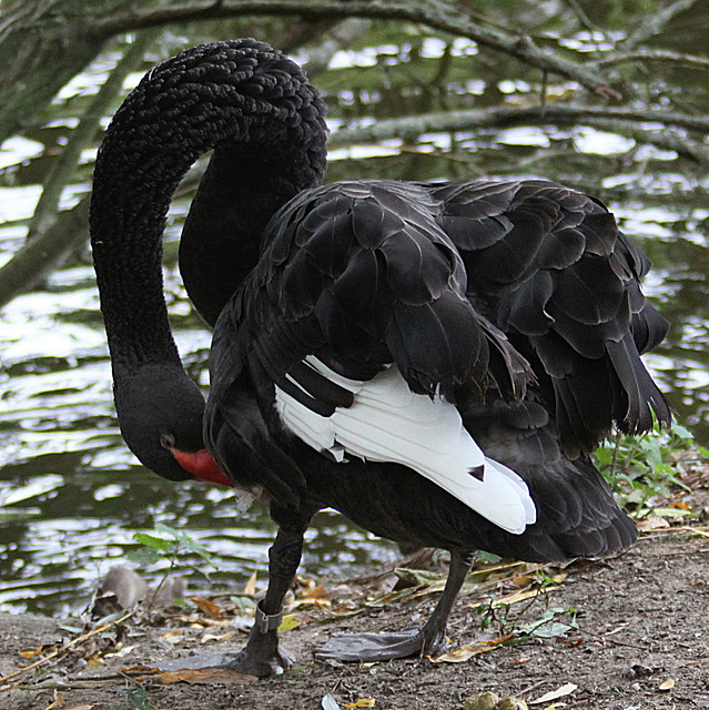 20090910 0696Aw [D~MS] Trauerschwan (Cygnus atratus) [Schwarzschwan], Zoo, Münster