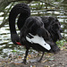 20090910 0696Aw [D~MS] Trauerschwan (Cygnus atratus), Zoo, Münster