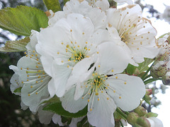 Flores de cerezo.