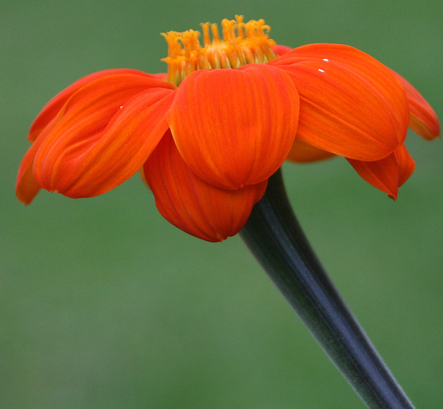 Orange and lovely