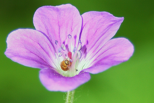 Bugg in the flower!