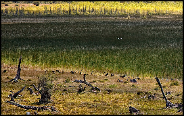 white bird over swampland