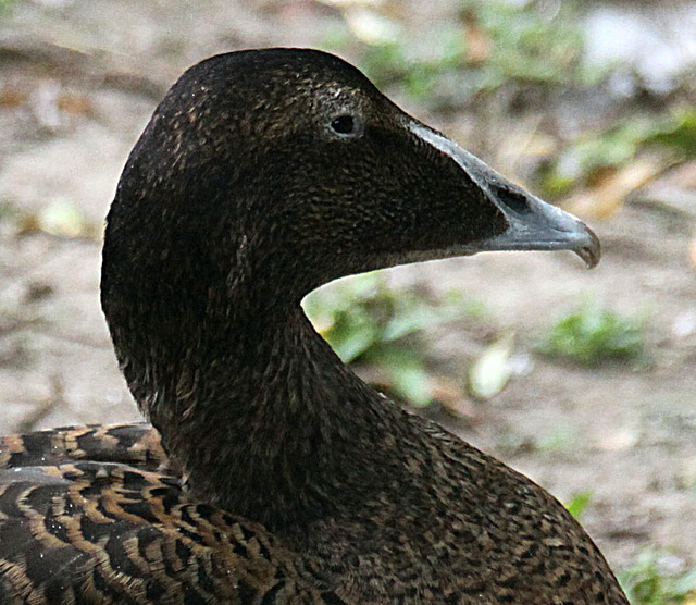 20090910 0699Aw [D~MS] Eiderente (Somateria mollissima), Zoo, Münster