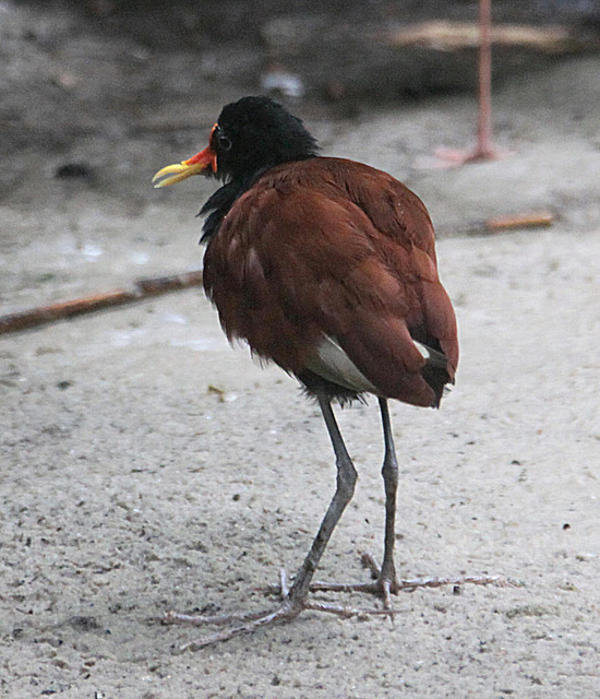 20090910 0706Aw [D~MS] Jassana (Jacana jacana) [Blatthühnchen], Zoo Münster