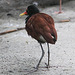 20090910 0706Aw [D~MS] Jassana (Jacana jacana) [Blatthühnchen], Zoo Münster