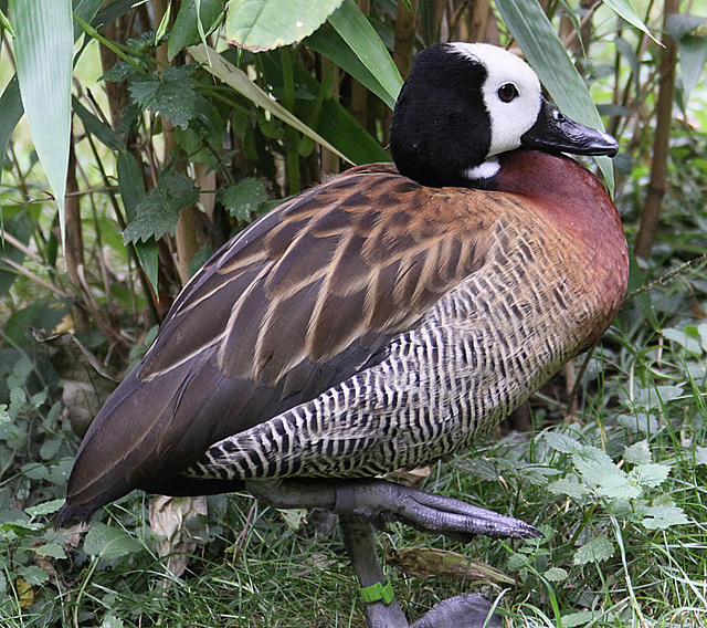 20090910 0713Aw [D~MS] Wiwenpfeifgans (Dendrocygna viduata), Zoo, Münster