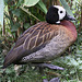 20090910 0713Aw [D~MS] Nordamerikanische Schwarzkopfruderente (Oxyura jamaicensis) [m], Zoo, Münster