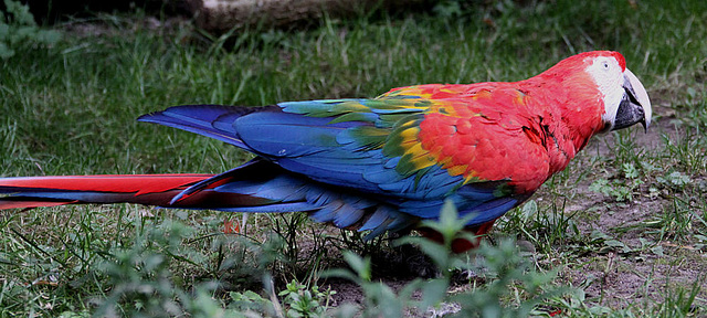 20090910 0714Aw [D~MS] Scharlacharas (Ara macao) [Arakanga], Zoo, Münster