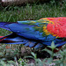 20090910 0714Aw [D~MS] Grünflügelara (Ara chloroptera), Zoo, Münster