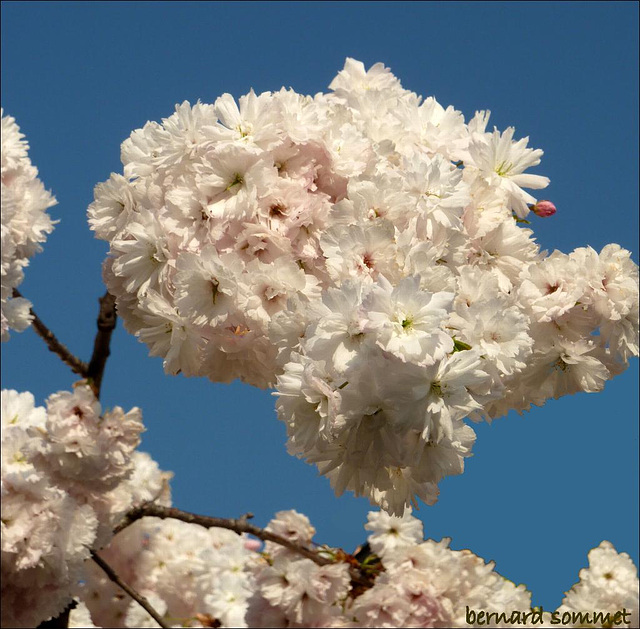 Boule de fleurs