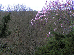 Dartington College Garten