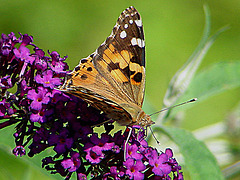 20090714 4355DSCw [D~LIP] Distelfalter, Bad Salzuflen