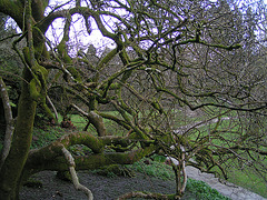 Dartington College Garten