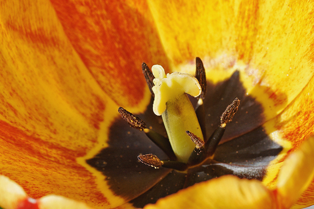 Orange & Yellow Tulip