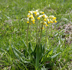 echte Schlüsselblume