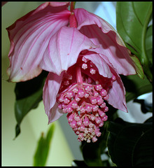 Medinilla magnifica