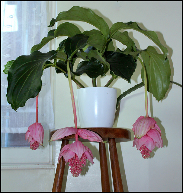 Medinilla magnifica