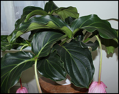 Medinilla magnifica