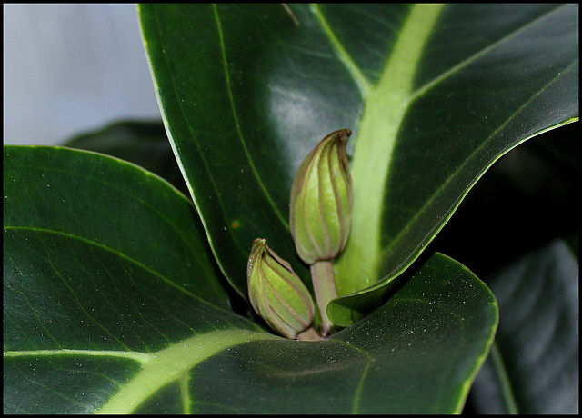 Medinilla magnifica