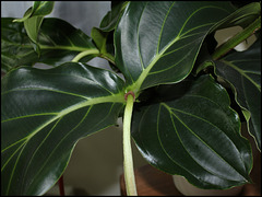 Medinilla magnifica