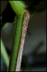 Medinilla magnifica