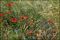 Pour le 14 juillet