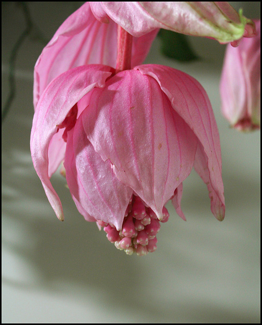 Medinilla magnifica