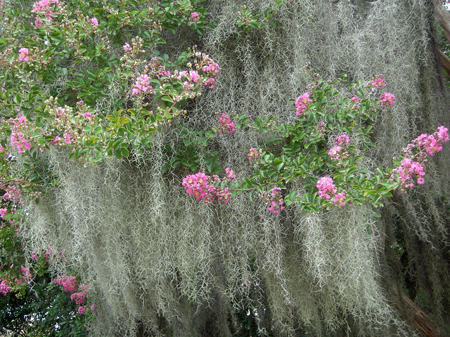 spanish moss