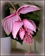 Medinilla magnifica