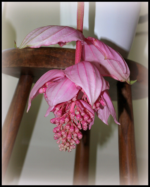 Medinilla magnifica