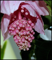 Medinilla magnifica