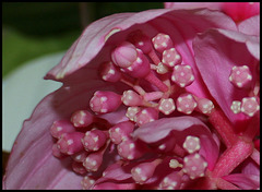 Medinilla magnifica