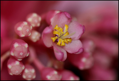 Medinilla magnifica