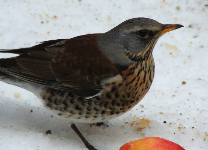 Turdus pilaris, Kramsvogel, Fieldfare, Wacholderdrossel, Grive litorne, Björktrast