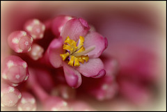 Medinilla magnifica