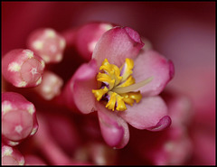 Medinilla magnifica