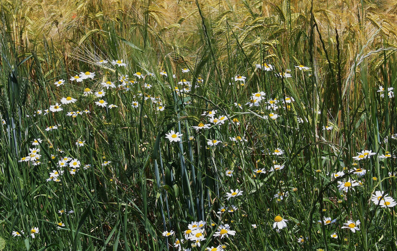 Blé , Orge ou Camomille, au choix