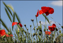 Papaver rhoeas