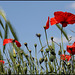 Papaver rhoeas