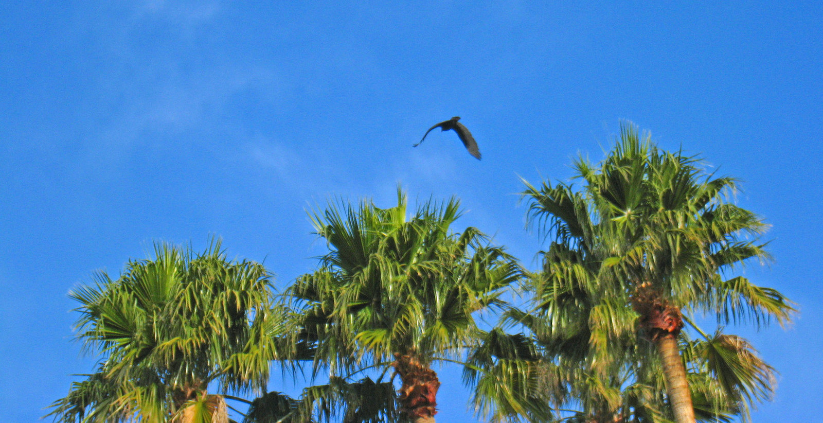 Turkey Vulture Flying Away (5284)