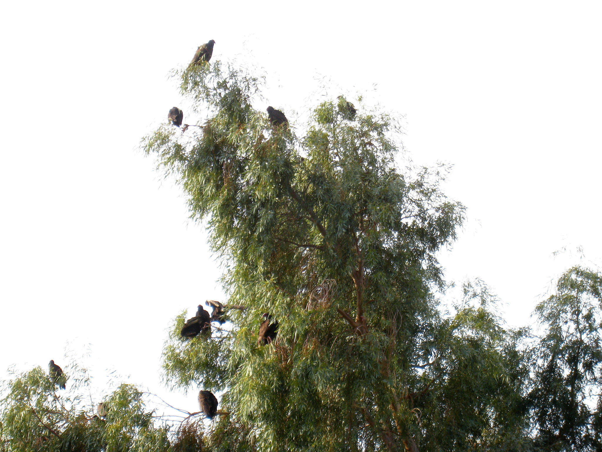 Turkey Vultures In A Tree (5280)