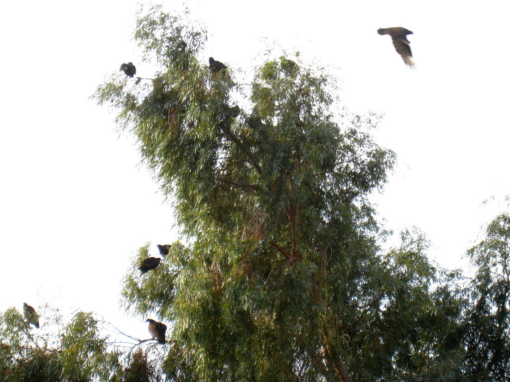 Turkey Vultures In A Tree (5281)