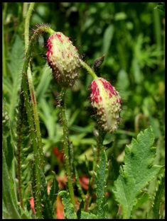 Papaver rhoeas (3)