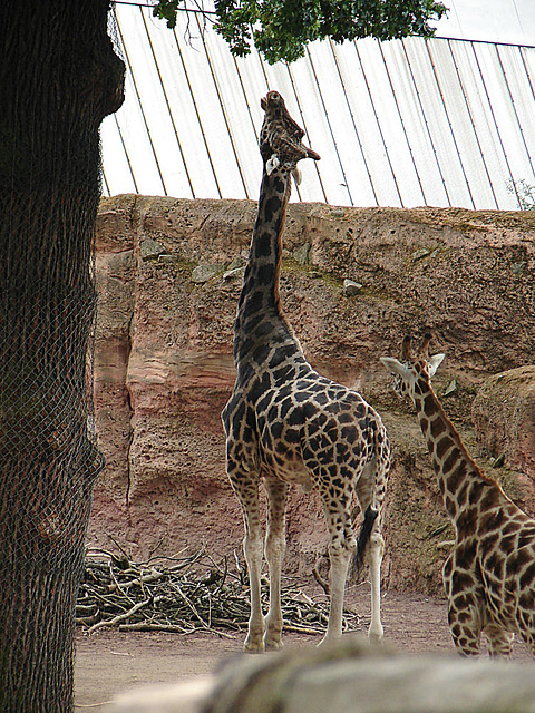 20090611 3217DSCw [D~H] Rothschild Giraffe, Zoo Hannover