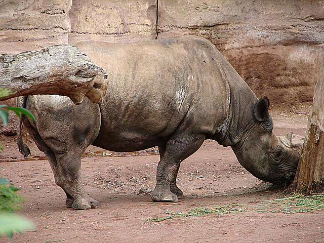 20090611 3220DSCw [D~H] Spitzmaulnashorn, Zoo Hannover